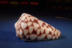 Conus marmoreus