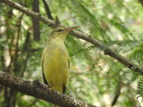 Acrocephalus mendanae, 2021-07-20