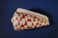 Conus marmoreus