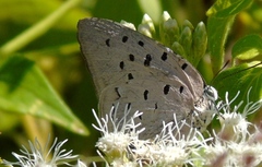 Pseudolycaena damo