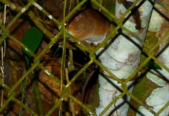 Oecomys bicolor