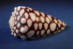 Conus marmoreus