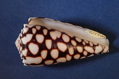 Conus marmoreus