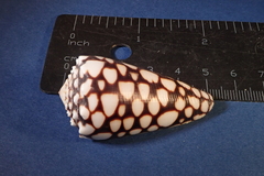 Conus marmoreus