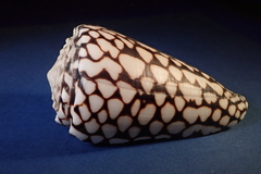 Conus marmoreus