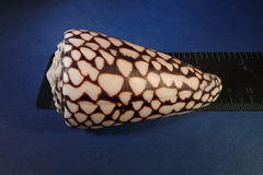 Conus marmoreus
