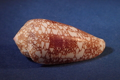 Conus omaria