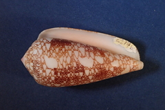 Conus omaria