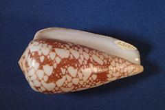 Conus episcopus