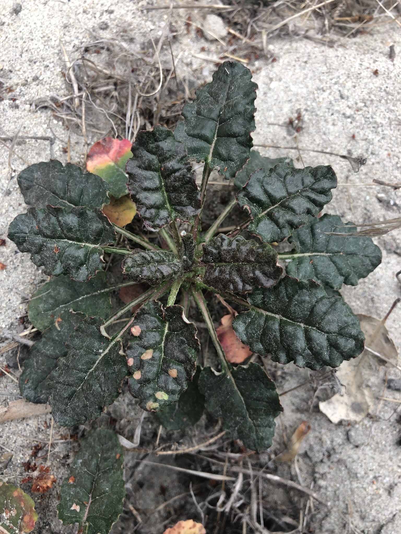 Eriogonum nudum var. decurrens