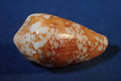 Conus purus