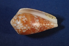 Conus purus