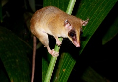 Marmosa murina