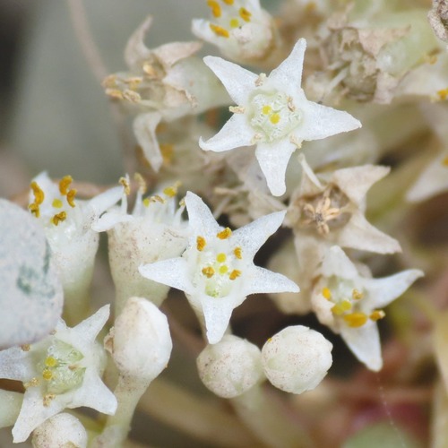flatglobe dodder (Cuscuta umbellata)