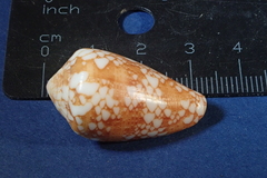Conus purus