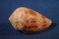 Conus retifer