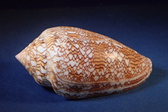 Conus textile