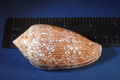 Conus textile