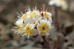 Myosotis monroi