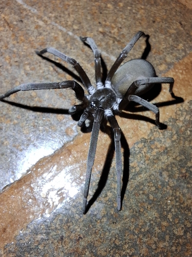 Southern House Spider