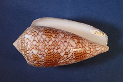 Conus textile
