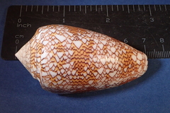 Conus textile