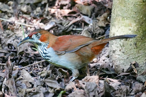 Grey-sided scimitar babbler