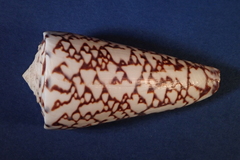 Conus thalassiarchus