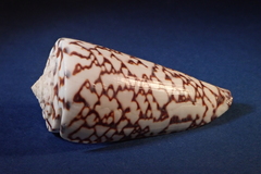 Conus thalassiarchus
