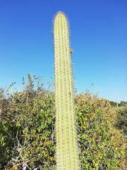 Cephalocereus nudus