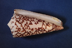 Conus thalassiarchus