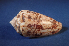 Conus victoriae