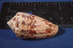 Conus victoriae