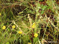 Salvia aethiopis