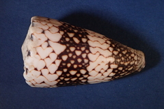 Conus vidua