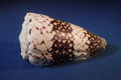 Conus vidua