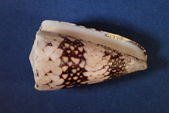 Conus vidua