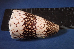 Conus vidua