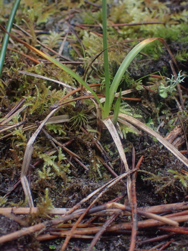 Carex pansa, photograph 3