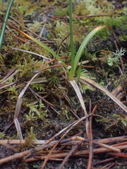 Carex pansa, photograph author not stated, no rights reserved