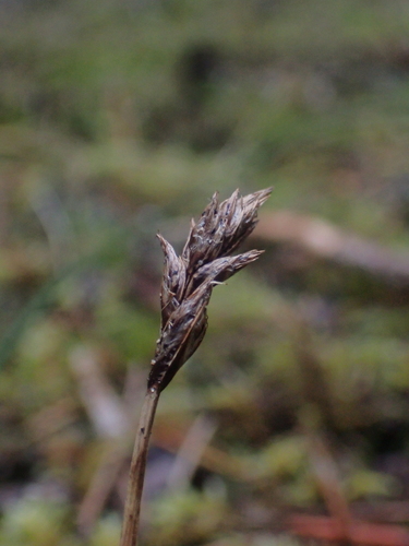 Carex pansa, photograph 2