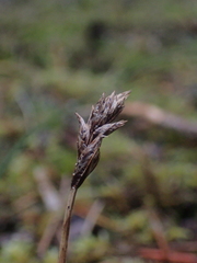 Carex pansa, photograph author not stated, no rights reserved