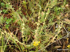 Salvia aethiopis