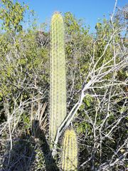 Cephalocereus nudus