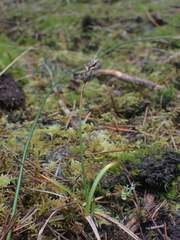 Carex pansa, photograph author not stated, no rights reserved