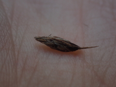 Carex pansa, photograph author not stated, no rights reserved