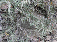 Billardiera scandens