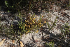 Crassula subulata subulata