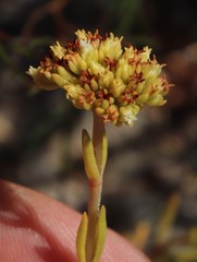 Crassula subulata subulata