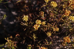 Crassula subulata subulata